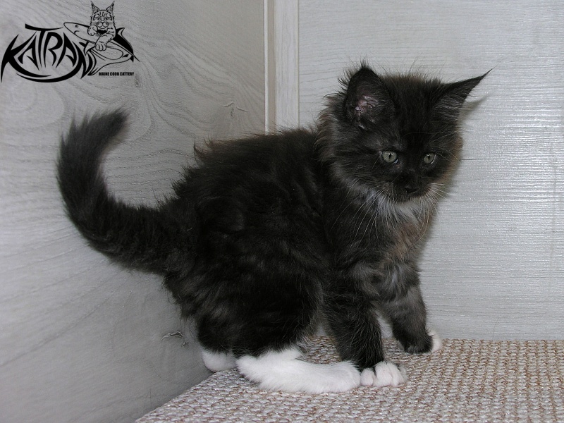 Katran Karat - Kitten maine-coon 1 month 2.5 weeks