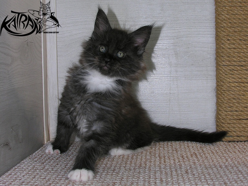 Katran Karat - Kitten maine-coon 1 month 2.5 weeks