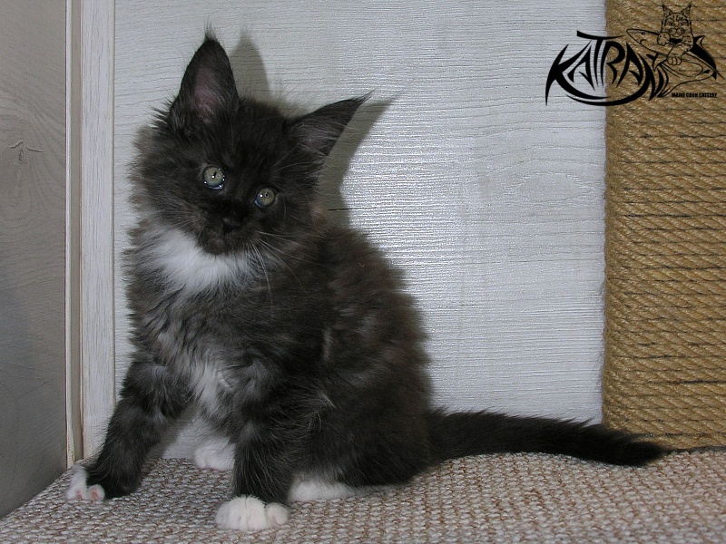 Katran Karat - Kitten maine-coon 1 month 2.5 weeks