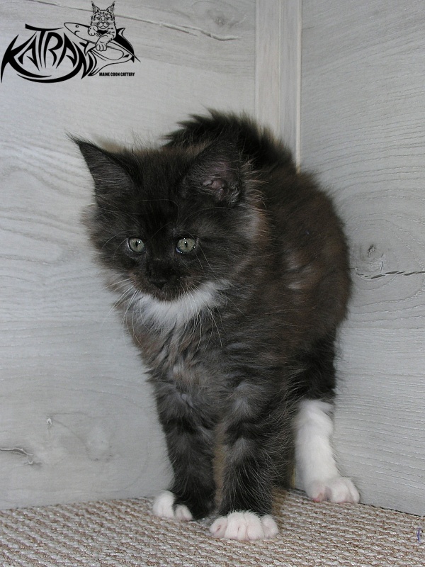 Katran Karat - Kitten maine-coon 1 month 2.5 weeks