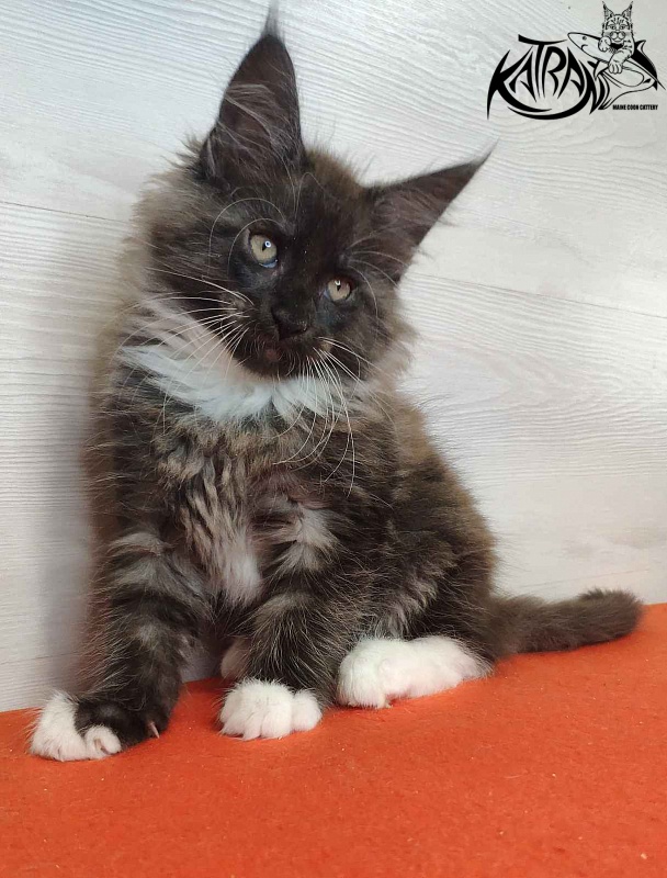 Katran Karat - Kitten maine-coon 2 months