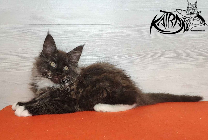 Katran Karat - Kitten maine-coon 2 months