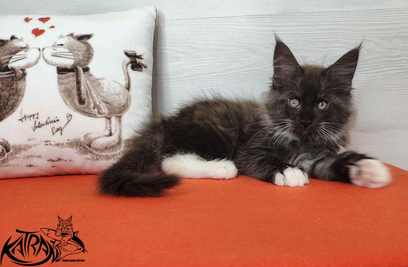 Katran Karat - Kitten maine-coon 2 months