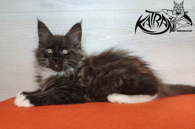 Katran Karat - Kitten maine-coon 2 months