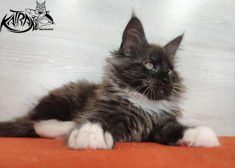 Katran Karat - Kitten maine-coon 2 months