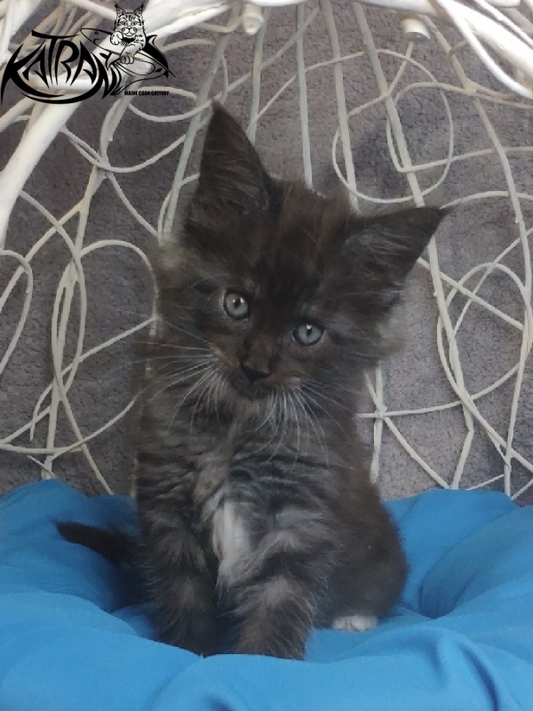 Katran Karat - Kitten maine-coon 1 month 1.5 week