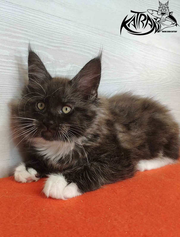 Katran Karat - Kitten maine-coon 2 months