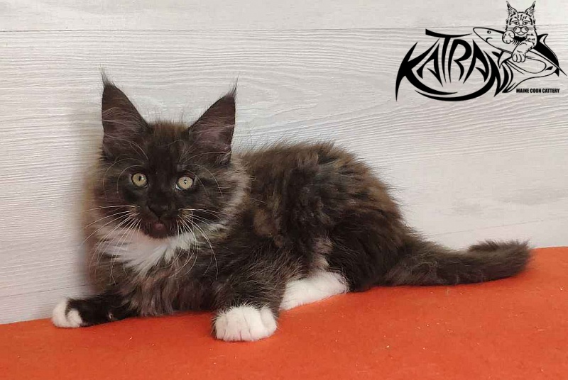 Katran Karat - Kitten maine-coon 2 months