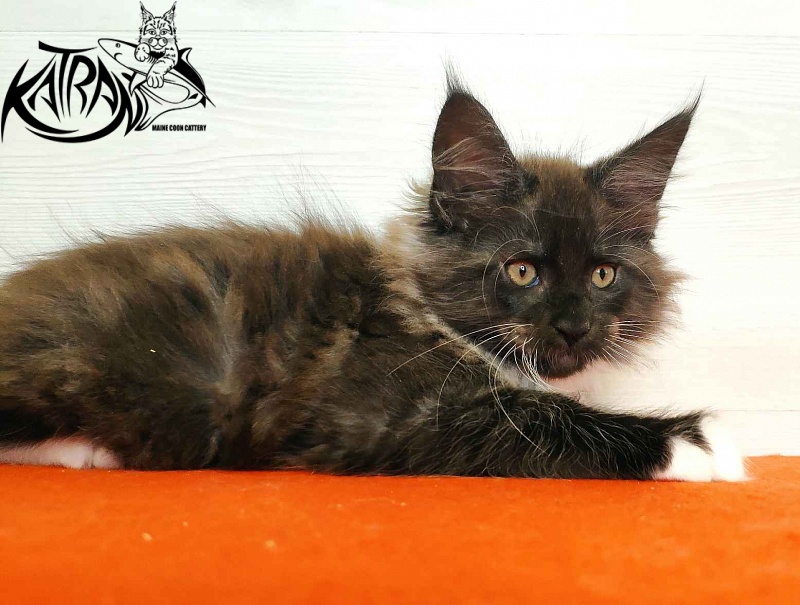Katran Karat - Kitten maine-coon 2 months