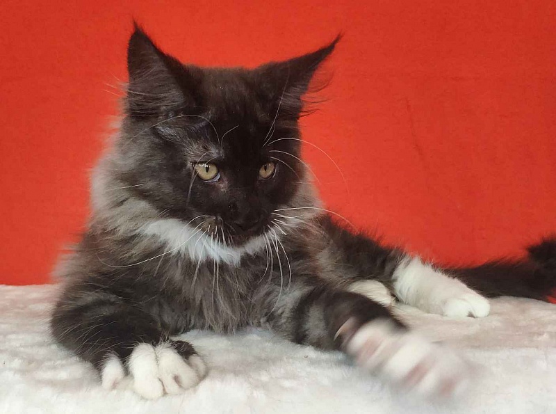 Katran Karat - Kitten maine-coon 3 months