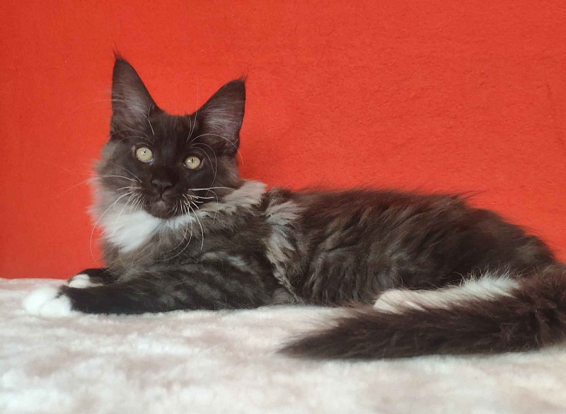 Katran Karat - Kitten maine-coon 3 months