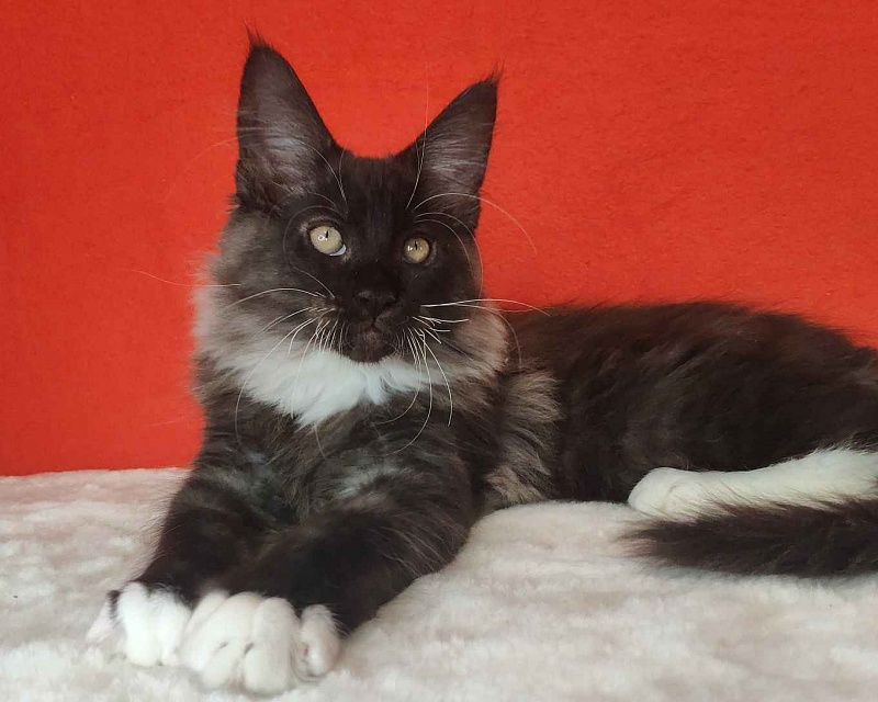 Katran Karat - Kitten maine-coon 3 months