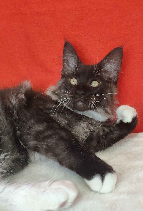 Katran Karat - Kitten maine-coon 3 months
