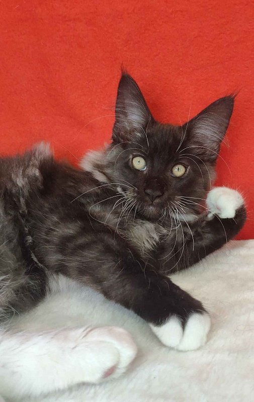 Katran Karat - Kitten maine-coon 3 months