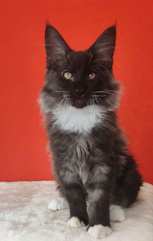 Katran Karat - Kitten maine-coon 3 months