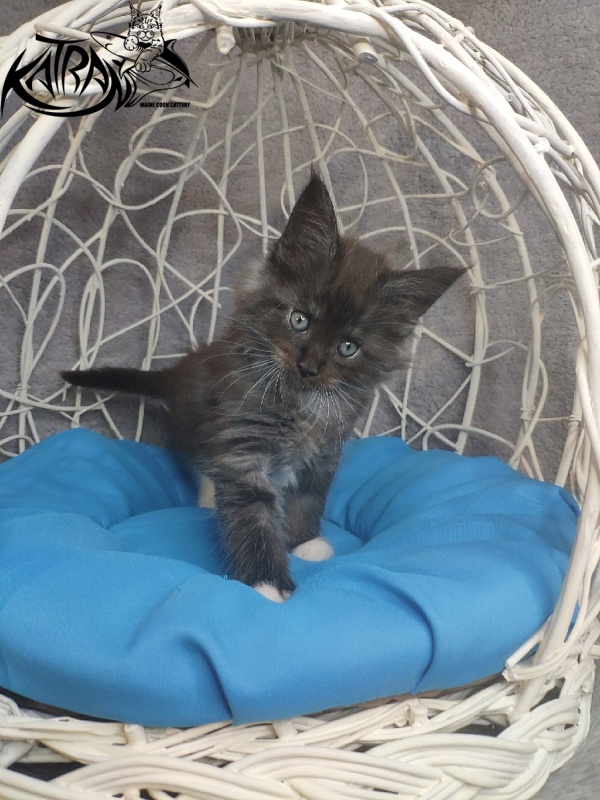 Katran Karat - Kitten maine-coon 1 month 1.5 week