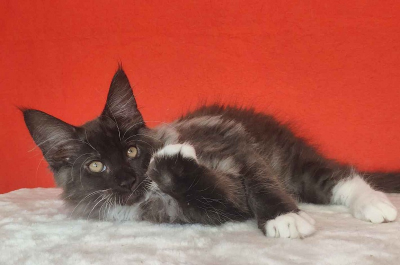 Katran Karat - Kitten maine-coon 3 months
