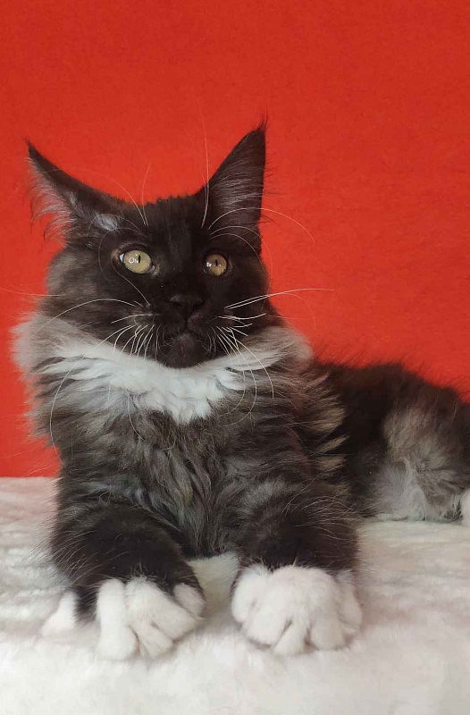 Katran Karat - Kitten maine-coon 3 months