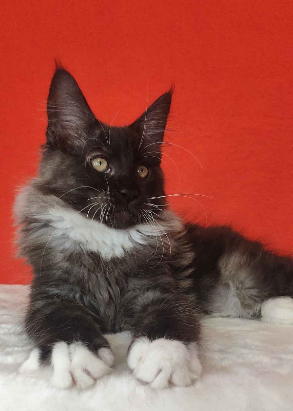 Katran Karat - Kitten maine-coon 3 months