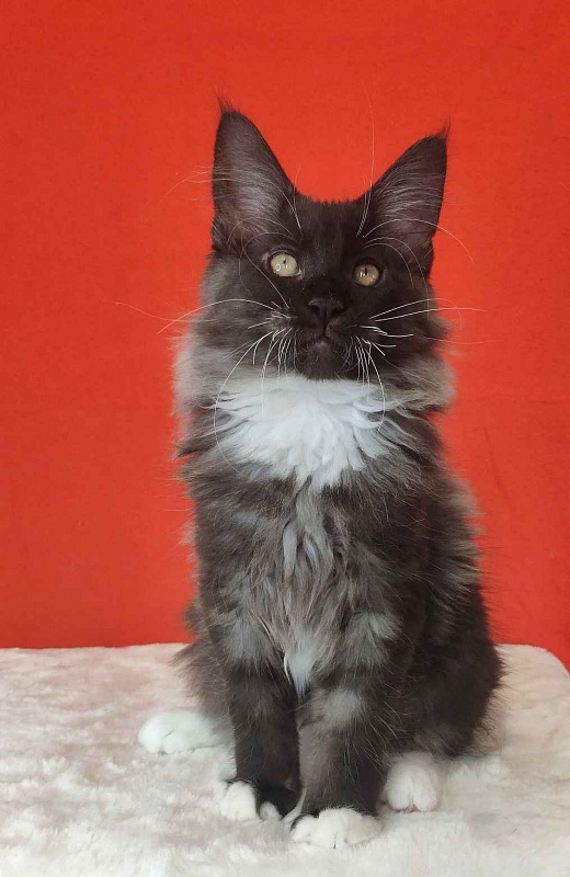 Katran Karat - Kitten maine-coon 3 months