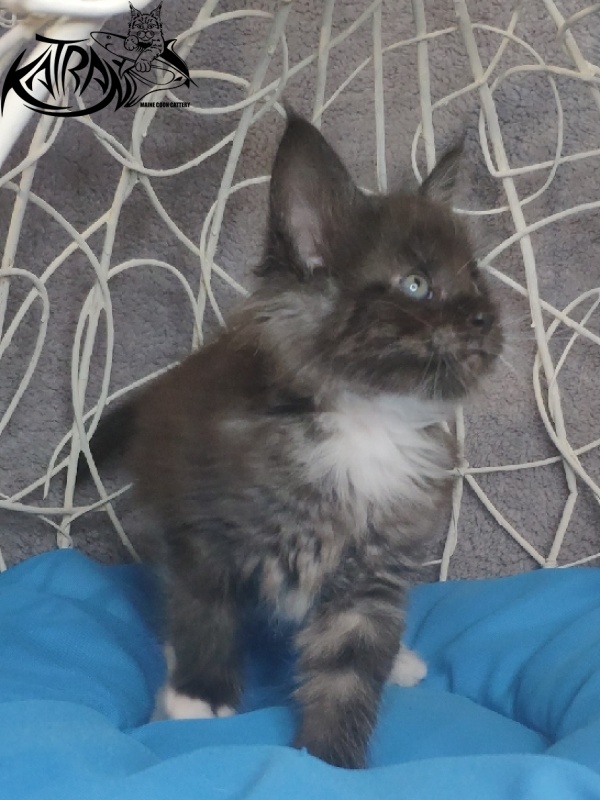 Katran Karat - Kitten maine-coon 1 month 1.5 week