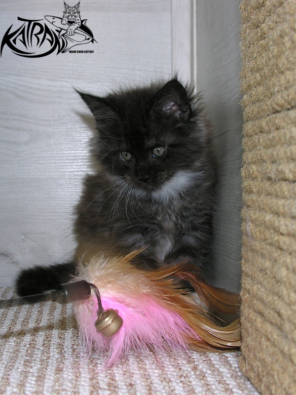 Katran Karat - Kitten maine-coon 1 month 2.5 weeks