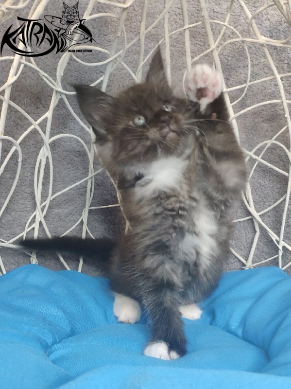 Katran Karat - Kitten maine-coon 1 month 1.5 week
