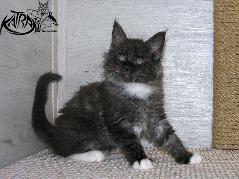 Katran Karat - Kitten maine-coon 1 month 2.5 weeks