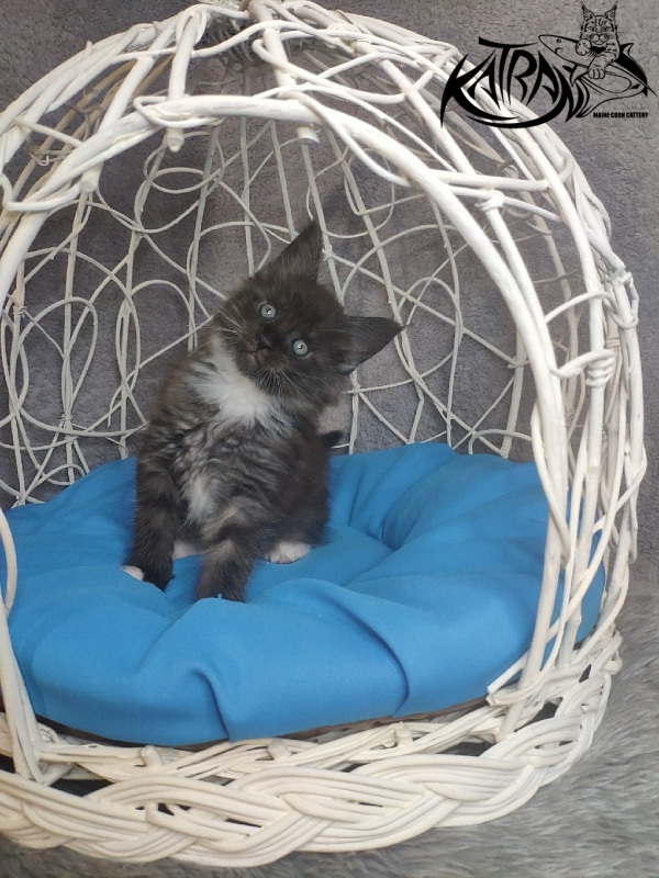 Katran Karat - Kitten maine-coon 1 month 1.5 week