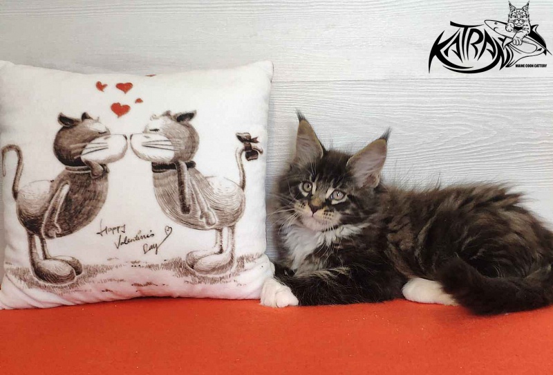 Katran Kaiser - Kitten maine-coon 2 months