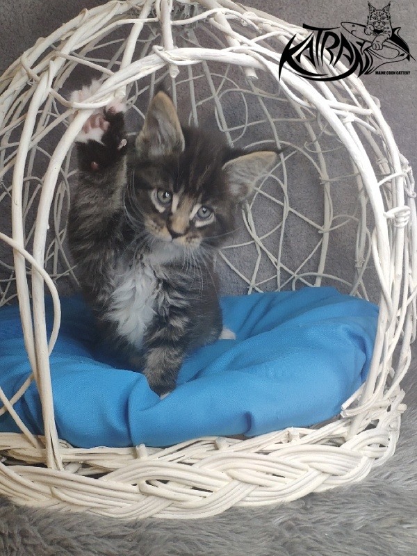 Katran Kaiser - Kitten maine-coon 1 month 1.5 week
