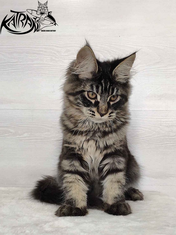 Katran Kassien - Kitten maine-coon 4 months