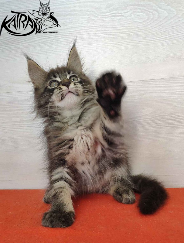 Katran Kassien - Kitten maine-coon 2 months