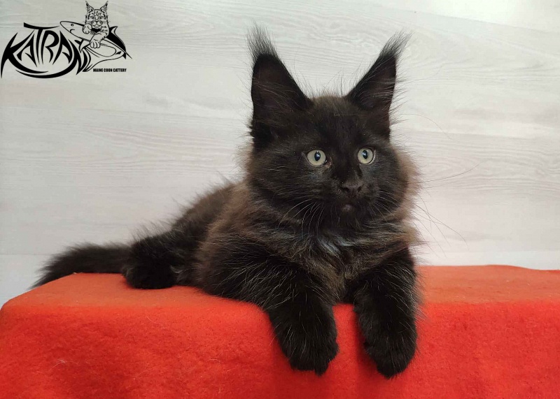 Katran Lucky - Kitten maine-coon 2 months