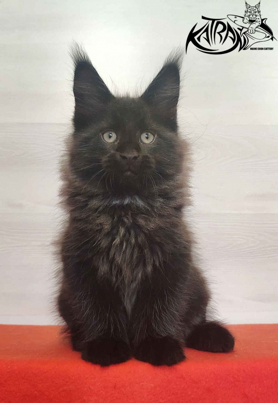 Katran Lucky - Kitten maine-coon 2 months
