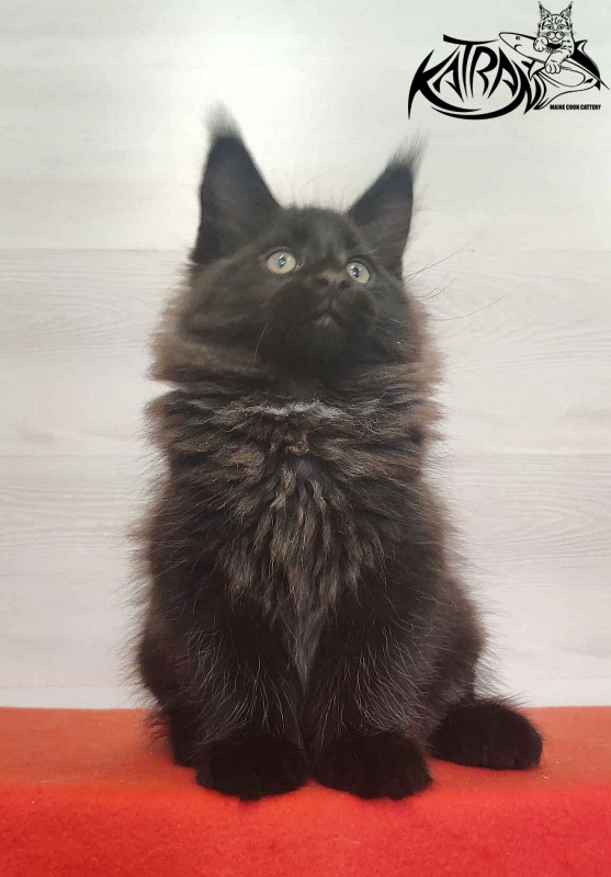 Katran Lucky - Kitten maine-coon 2 months