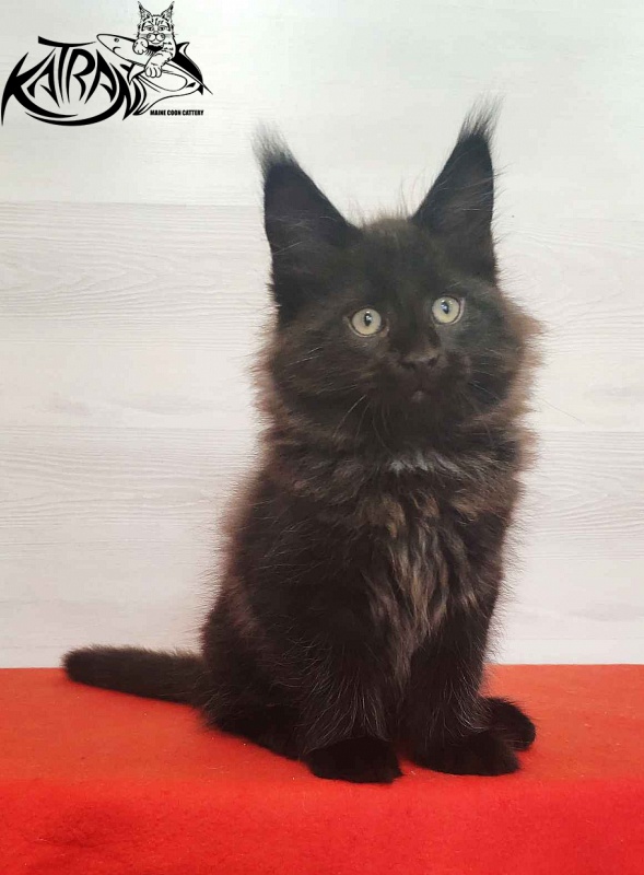 Katran Lucky - Kitten maine-coon 2 months