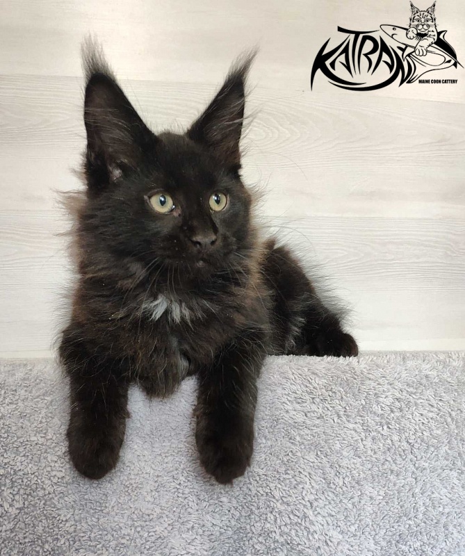 Katran Lucky - Kitten maine-coon 3 months