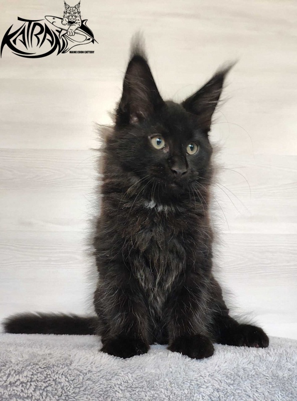 Katran Lucky - Kitten maine-coon 3 months