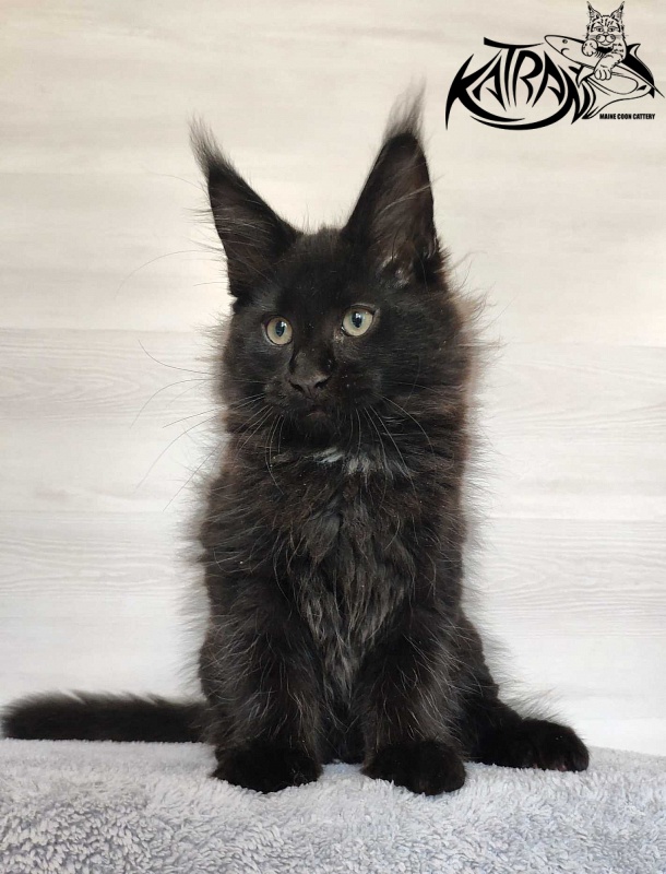 Katran Lucky - Kitten maine-coon 3 months