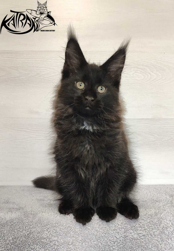 Katran Lucky - Kitten maine-coon 3 months