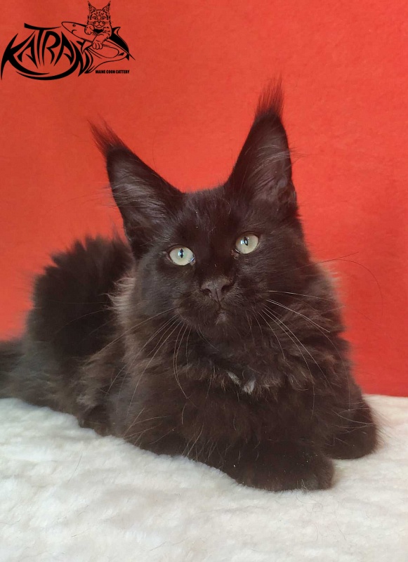 Katran Lucky - Kitten maine-coon 3.5 months