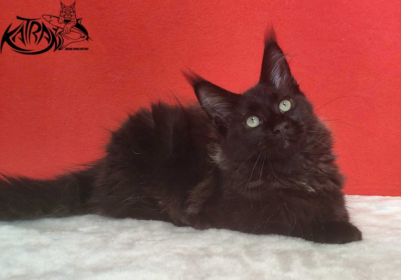 Katran Lucky - Kitten maine-coon 3.5 months