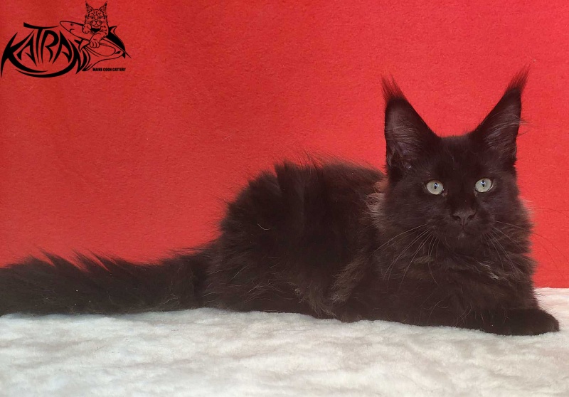 Katran Lucky - Kitten maine-coon 3.5 months