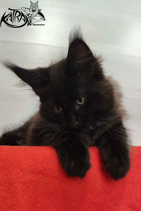 Katran Lucky - Kitten maine-coon 2 months