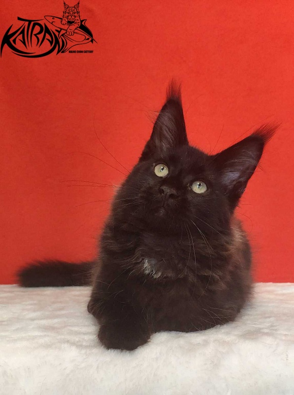 Katran Lucky - Kitten maine-coon 3.5 months