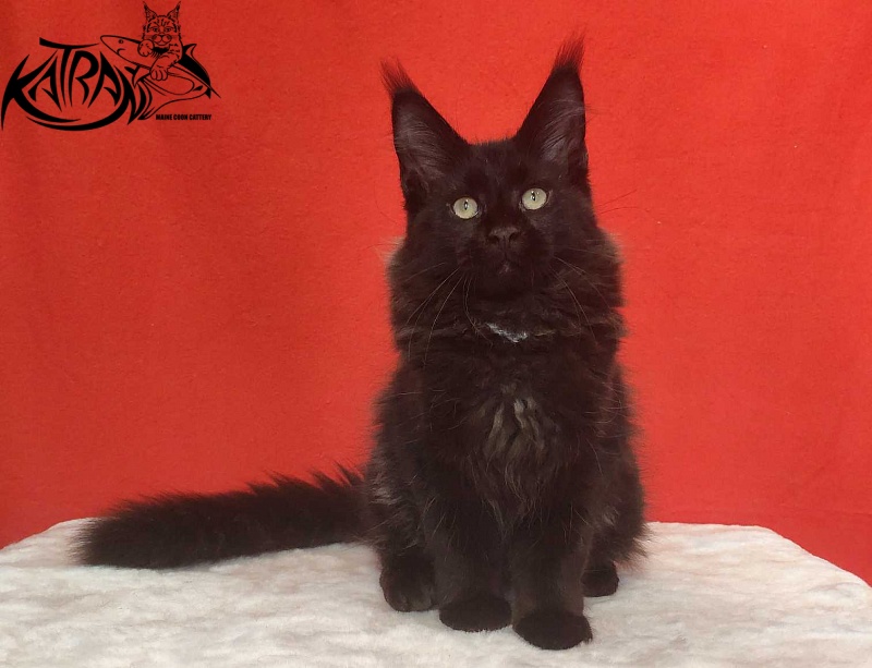 Katran Lucky - Kitten maine-coon 3.5 months