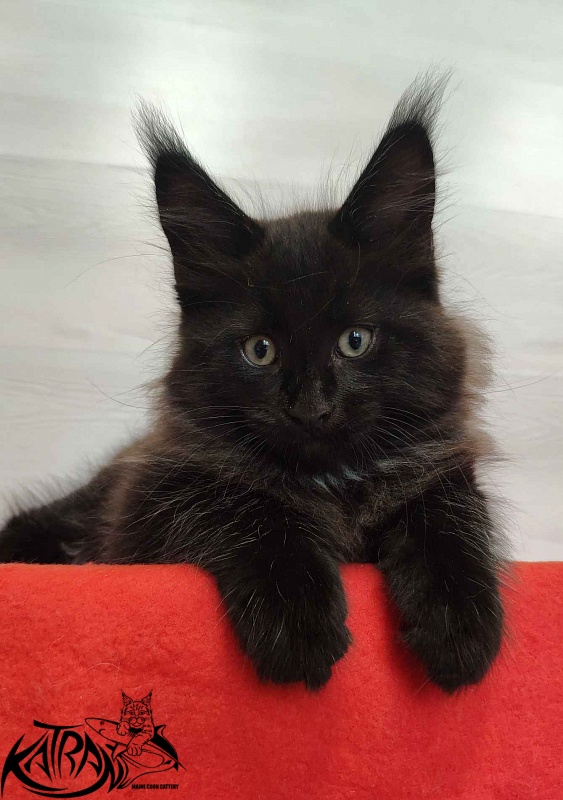 Katran Lucky - Kitten maine-coon 2 months