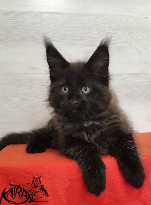 Katran Lucky - Kitten maine-coon 2 months