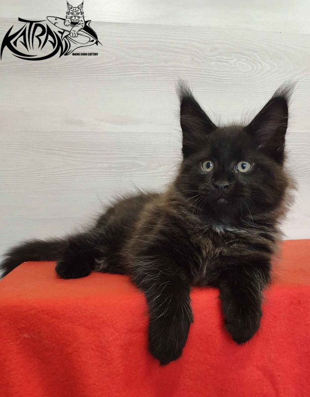 Katran Lucky - Kitten maine-coon 2 months
